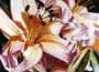 Tropical Lillies